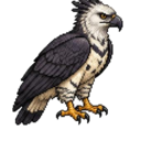 Águila Arpía Exploradora