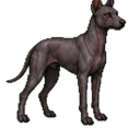 Perro Xoloitzcuintli Entrenado